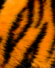 pic for Tiger Skin